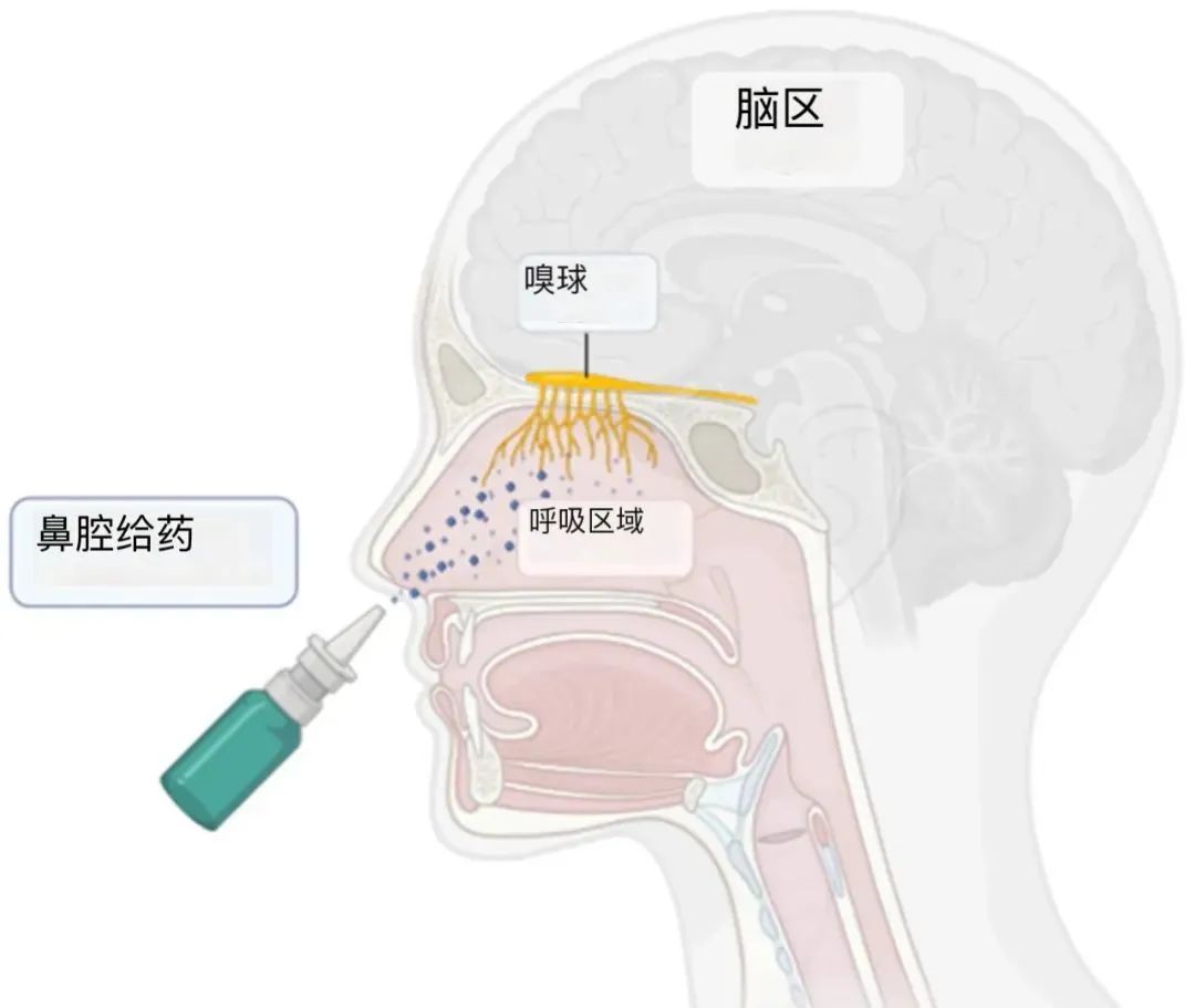 科普丨干细胞外泌体鼻内给药缓解焦虑和抑郁症状的科学机制 - 未凡生物